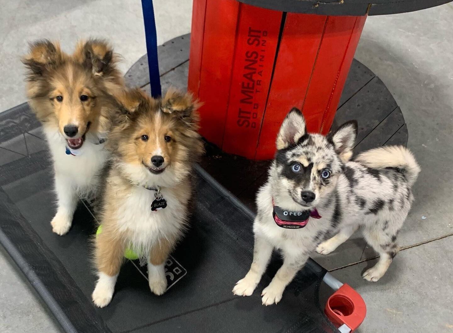 Group of dogs at training facility