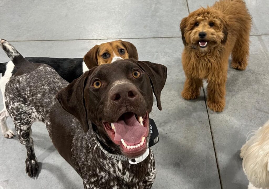 Group of dogs smiling