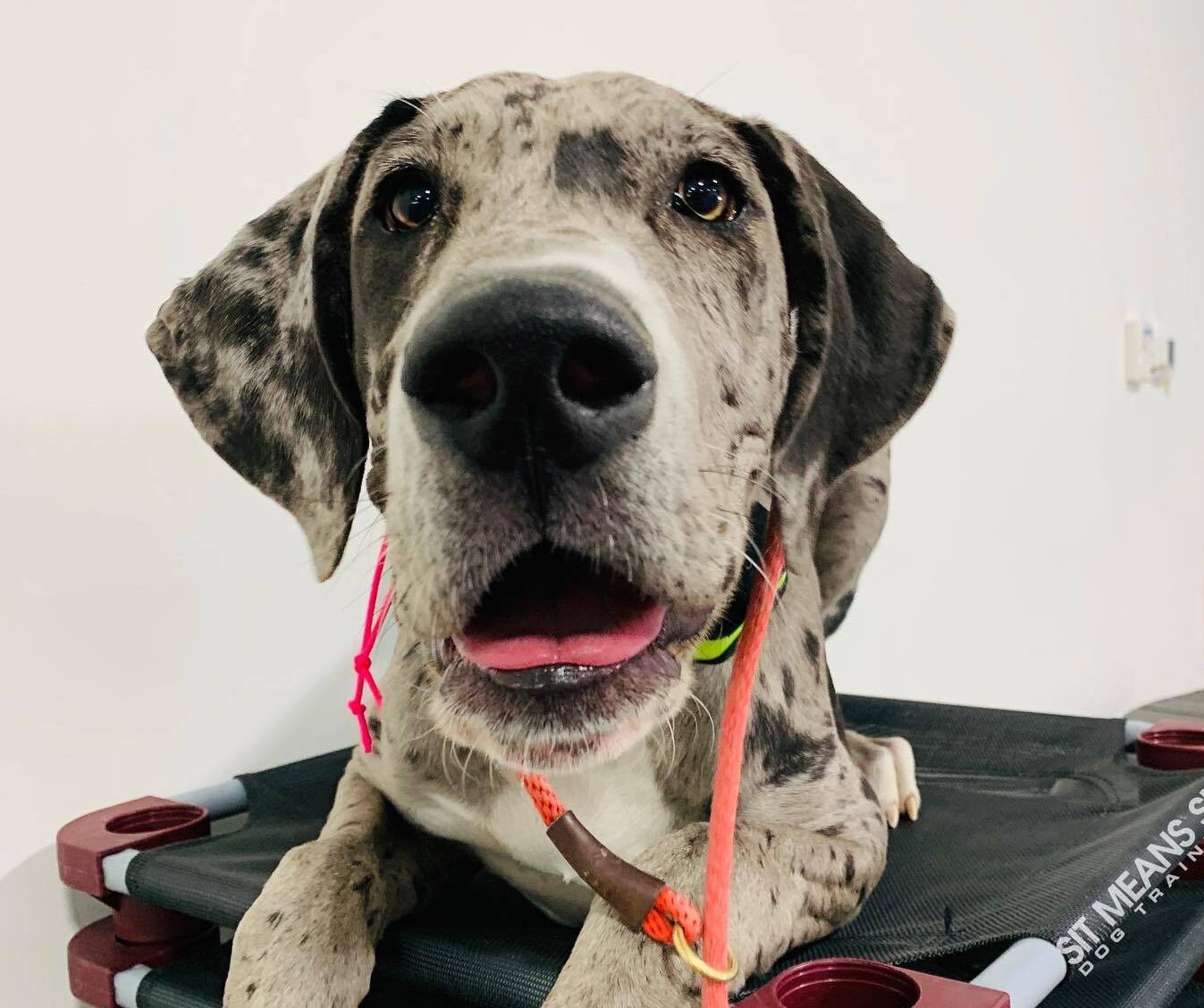 Dog sitting on Sit Means Sit Training mats