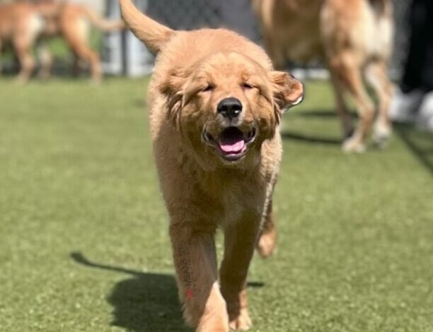 Golden Retriever running