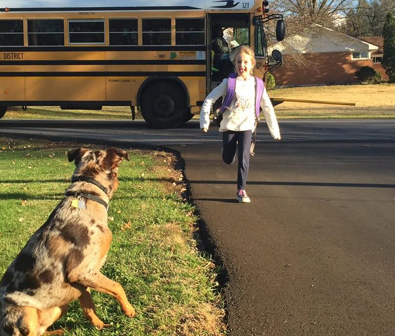 Dog off leash waiting at the bus stop for owner