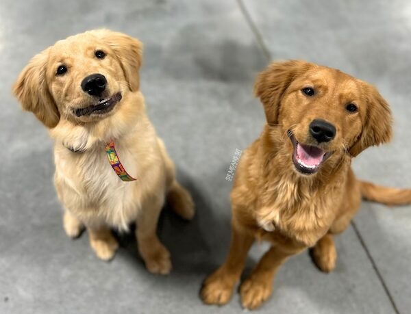Two golden retrievers sitting