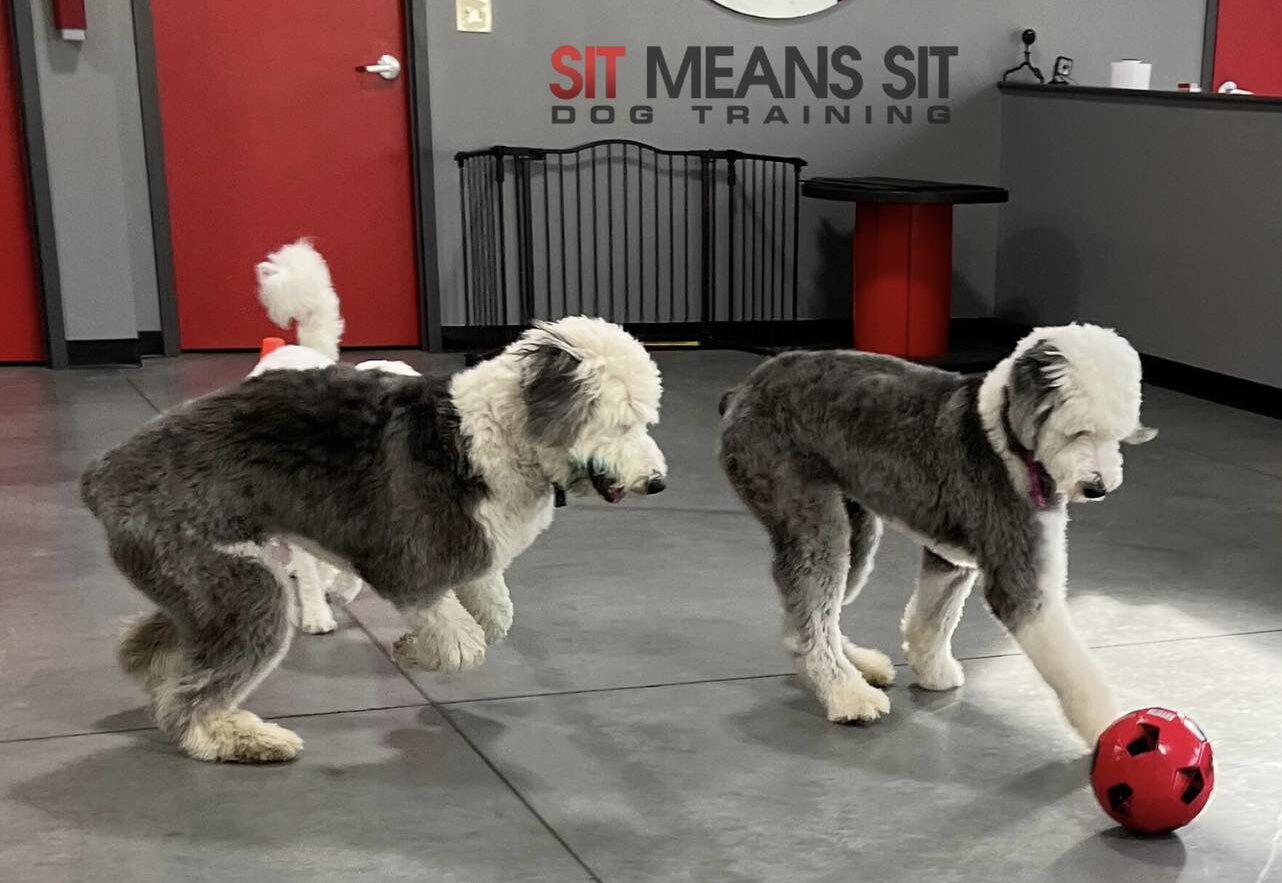 Dogs playing with ball at sit means sit facility