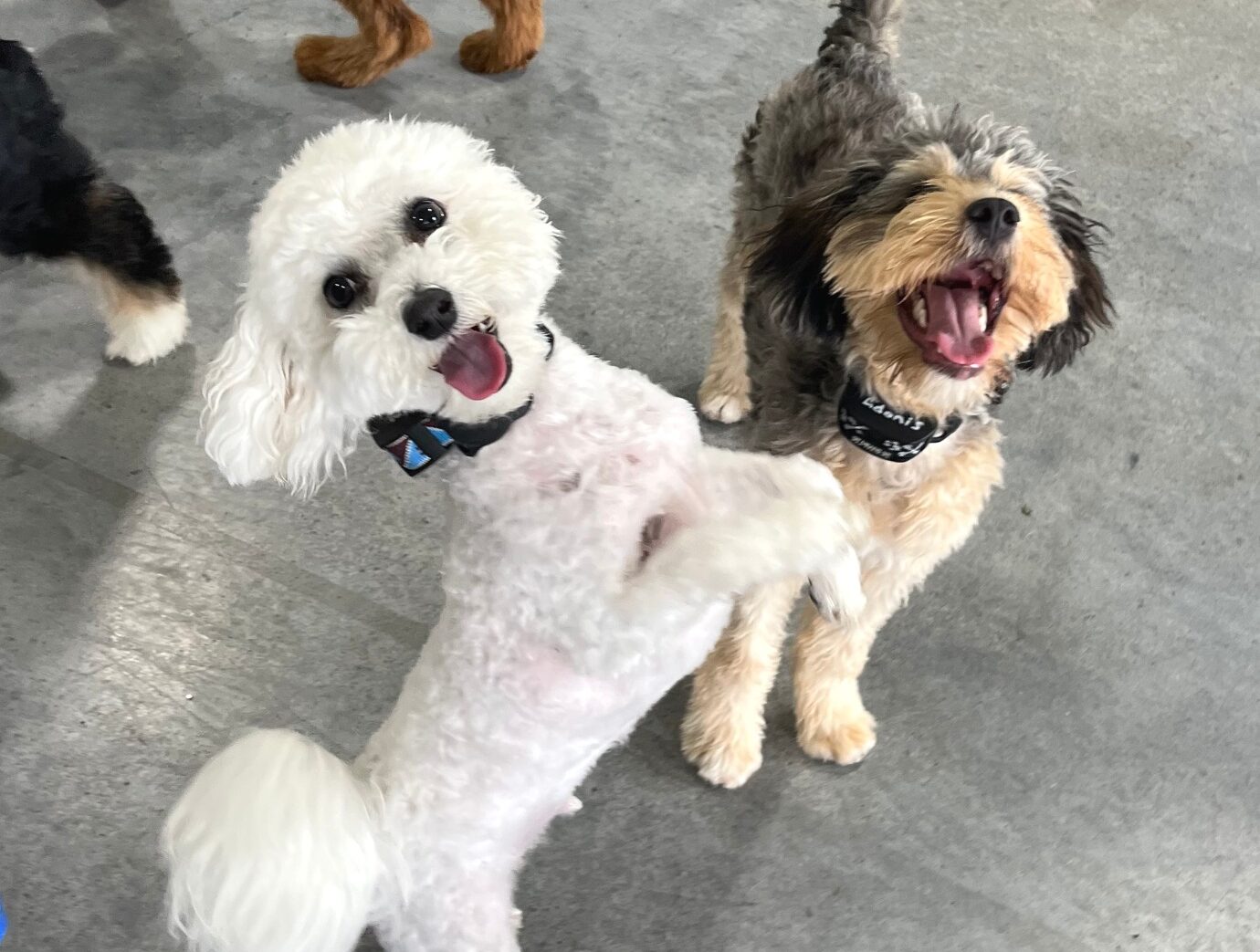 Poodle on hind legs next to other dog