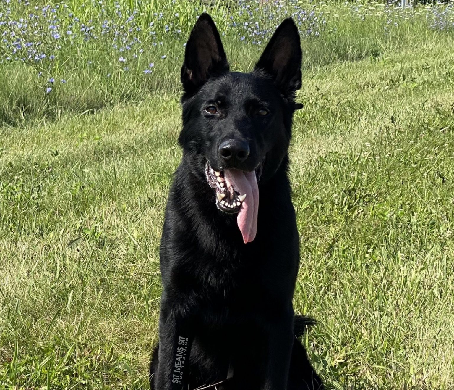 Dog in field off-leash