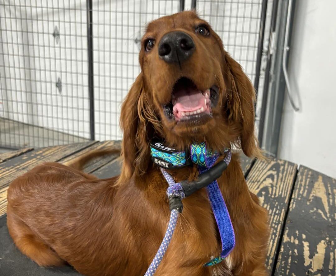 Dog laying down and smiling