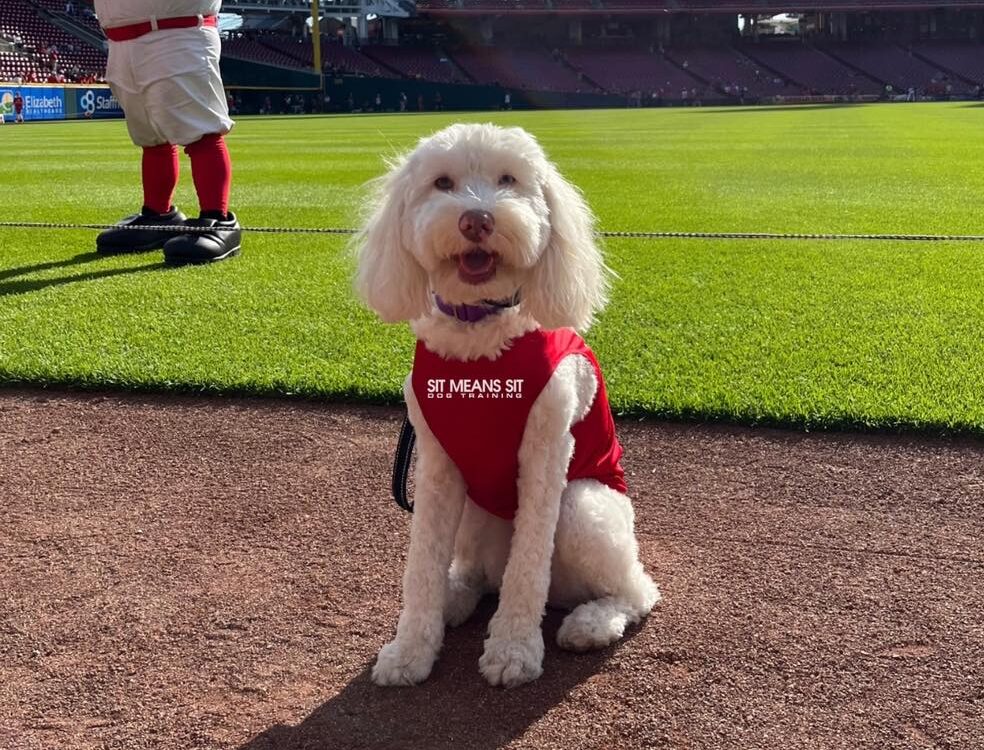 Dog at baseball game