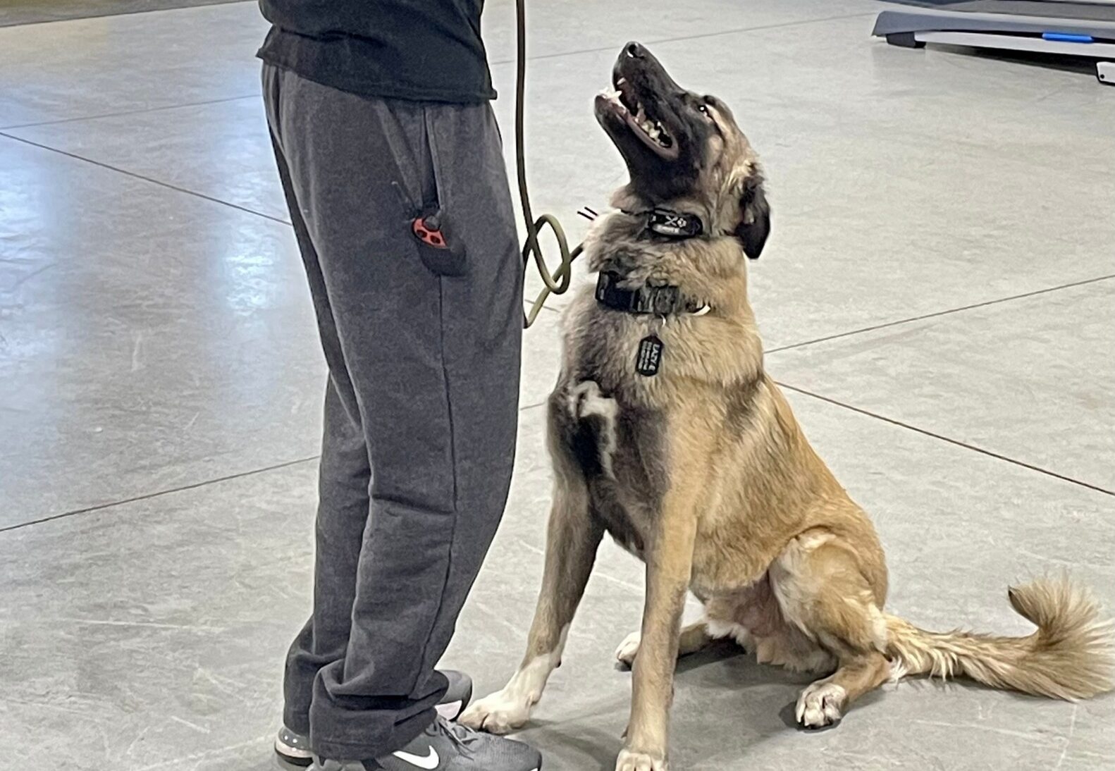 Trainer looking at dog during private dog training lesson