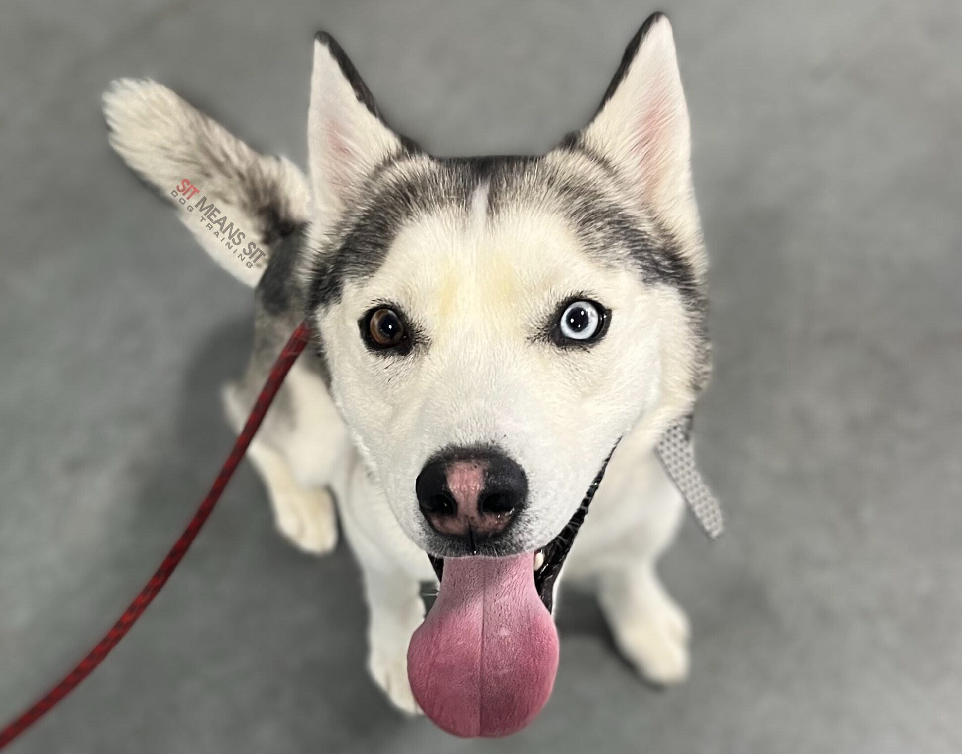 husky dog