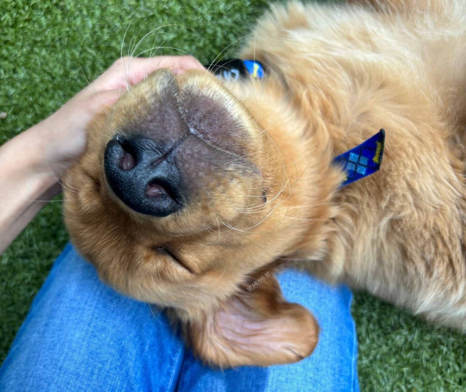 Dog on it's back getting head scratches