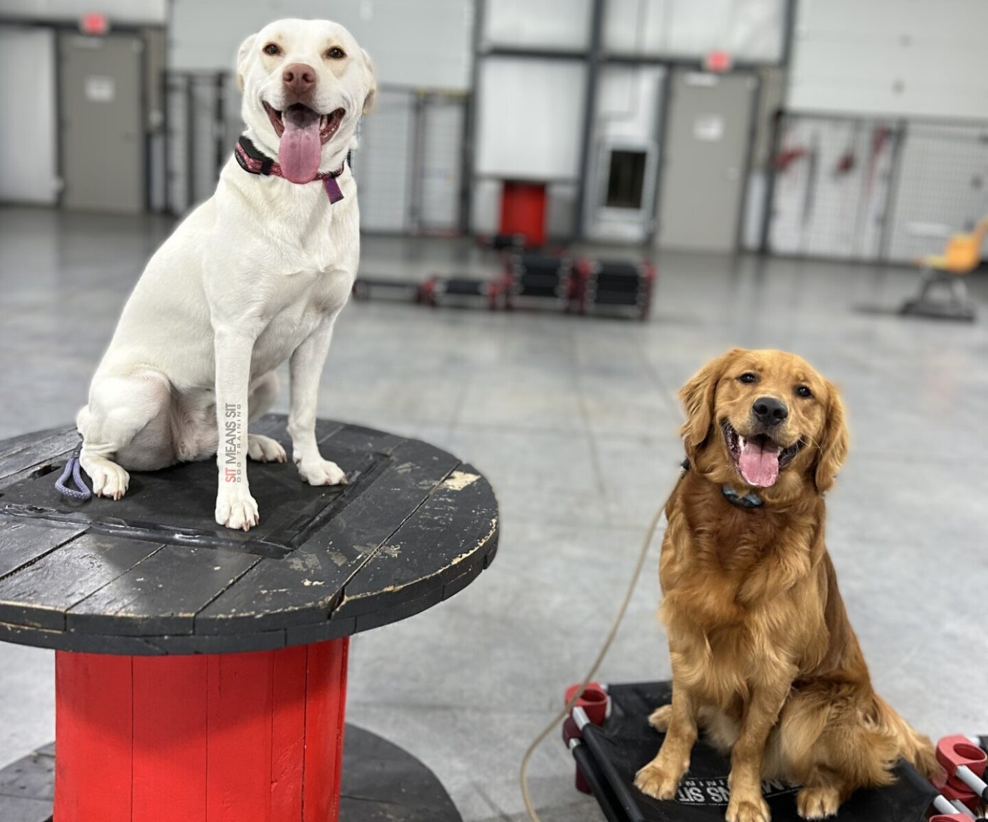 Two dogs placing on different objects at Sit Means Sit Facility
