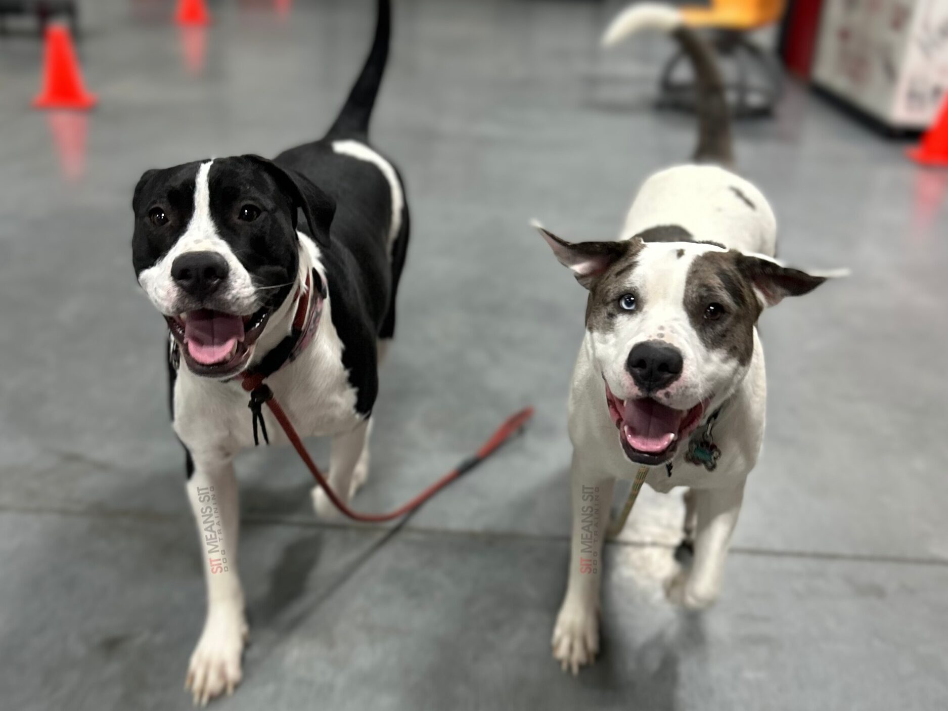 Two dogs running with each other