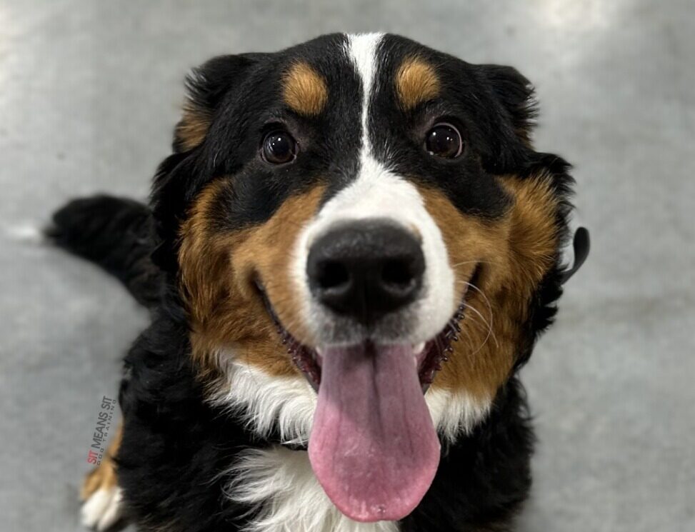 Dog smiling big with tongue out