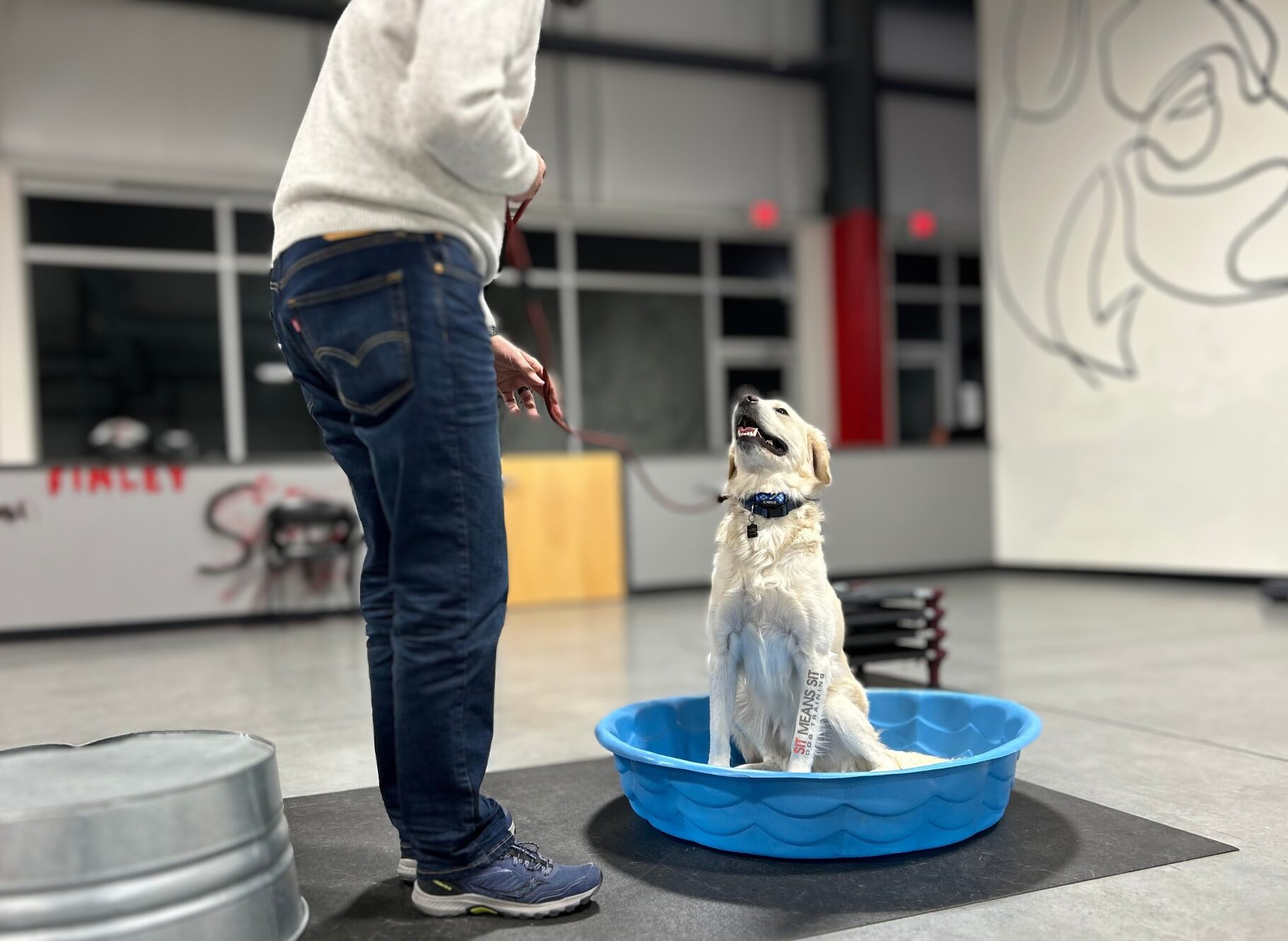 Dog sitting in pool during training