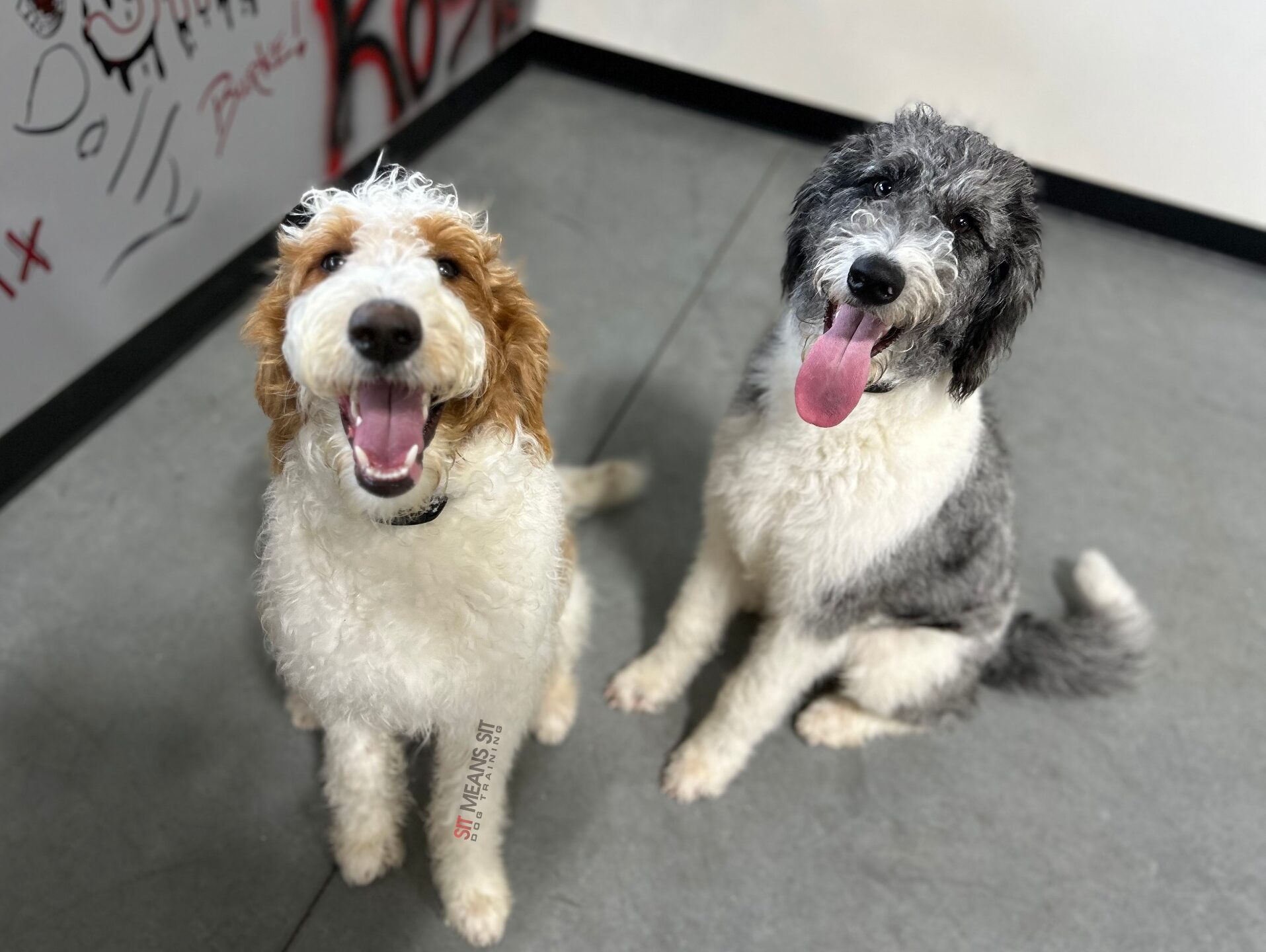 Two doodles smiling for the camera