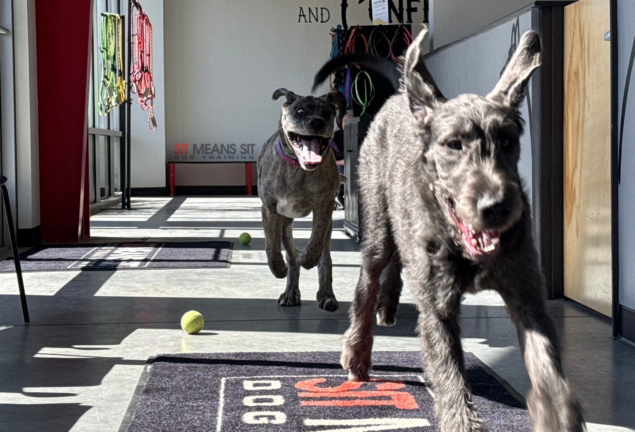 Dogs running at sit means sit facility