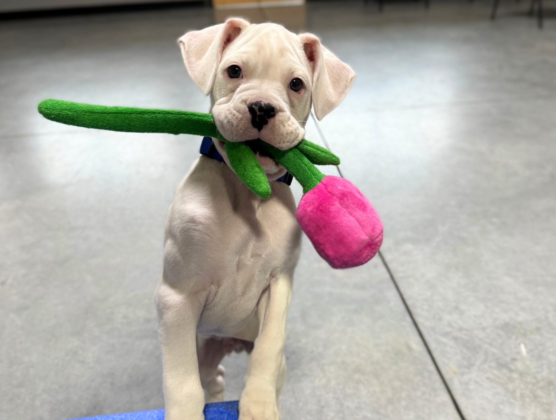 Puppy with rose toy in mouth