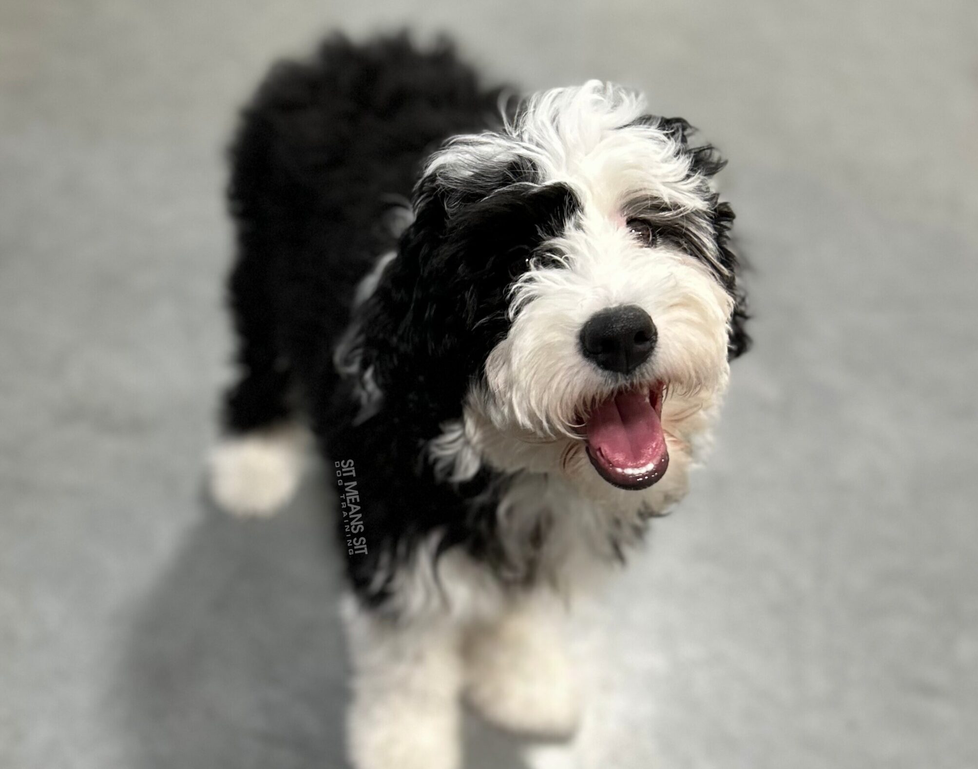 Dog smiling at puppy training