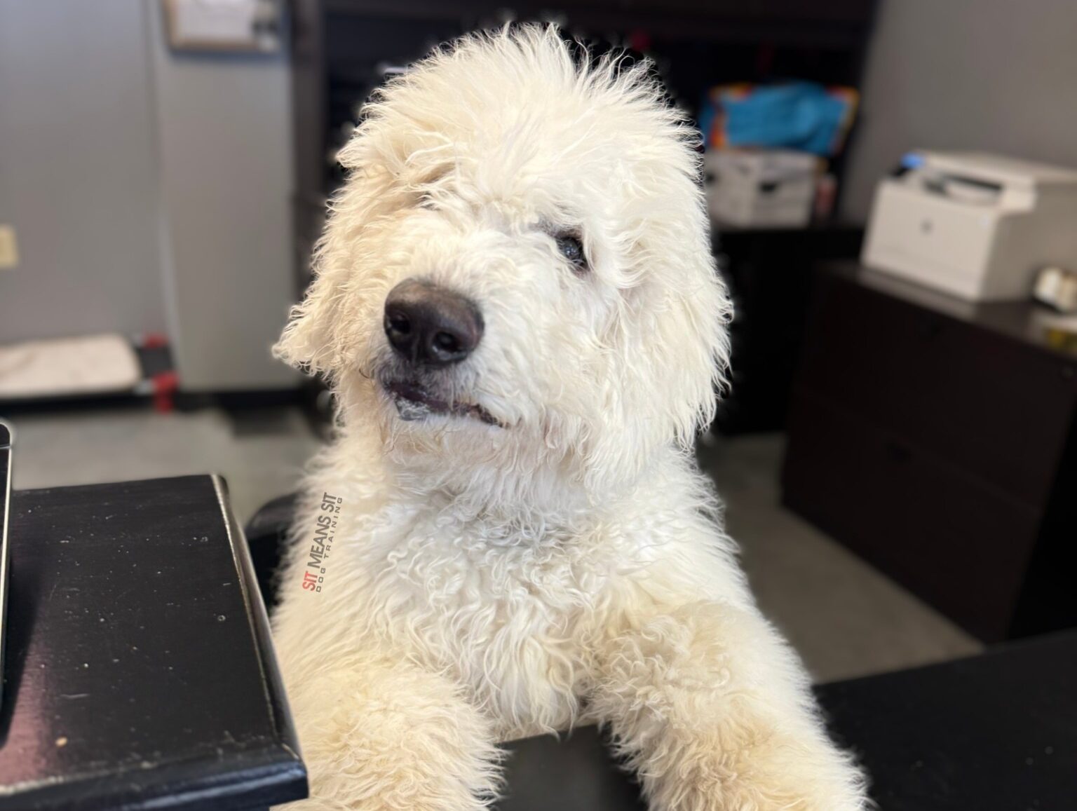 Doodle with paws on counter