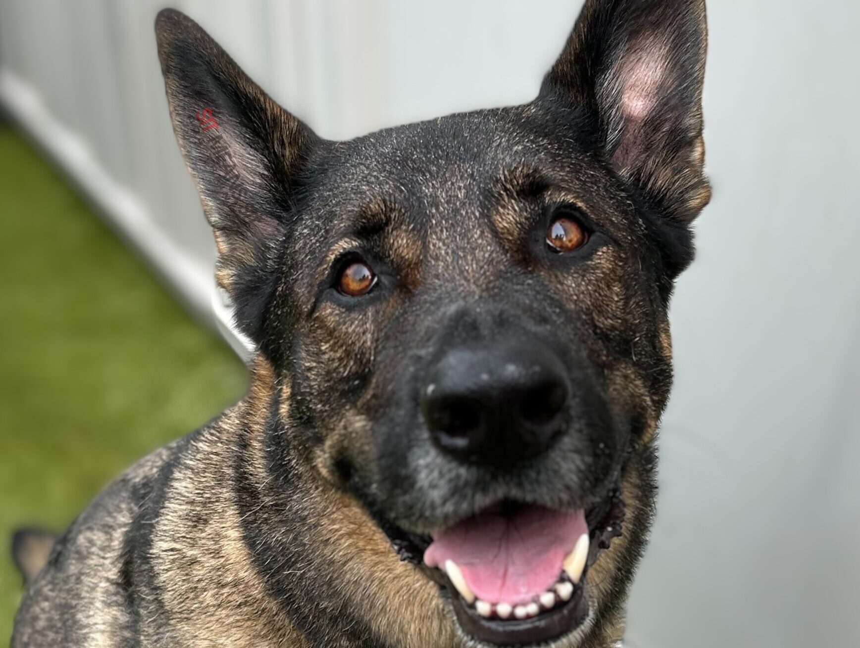 German shepherd dog