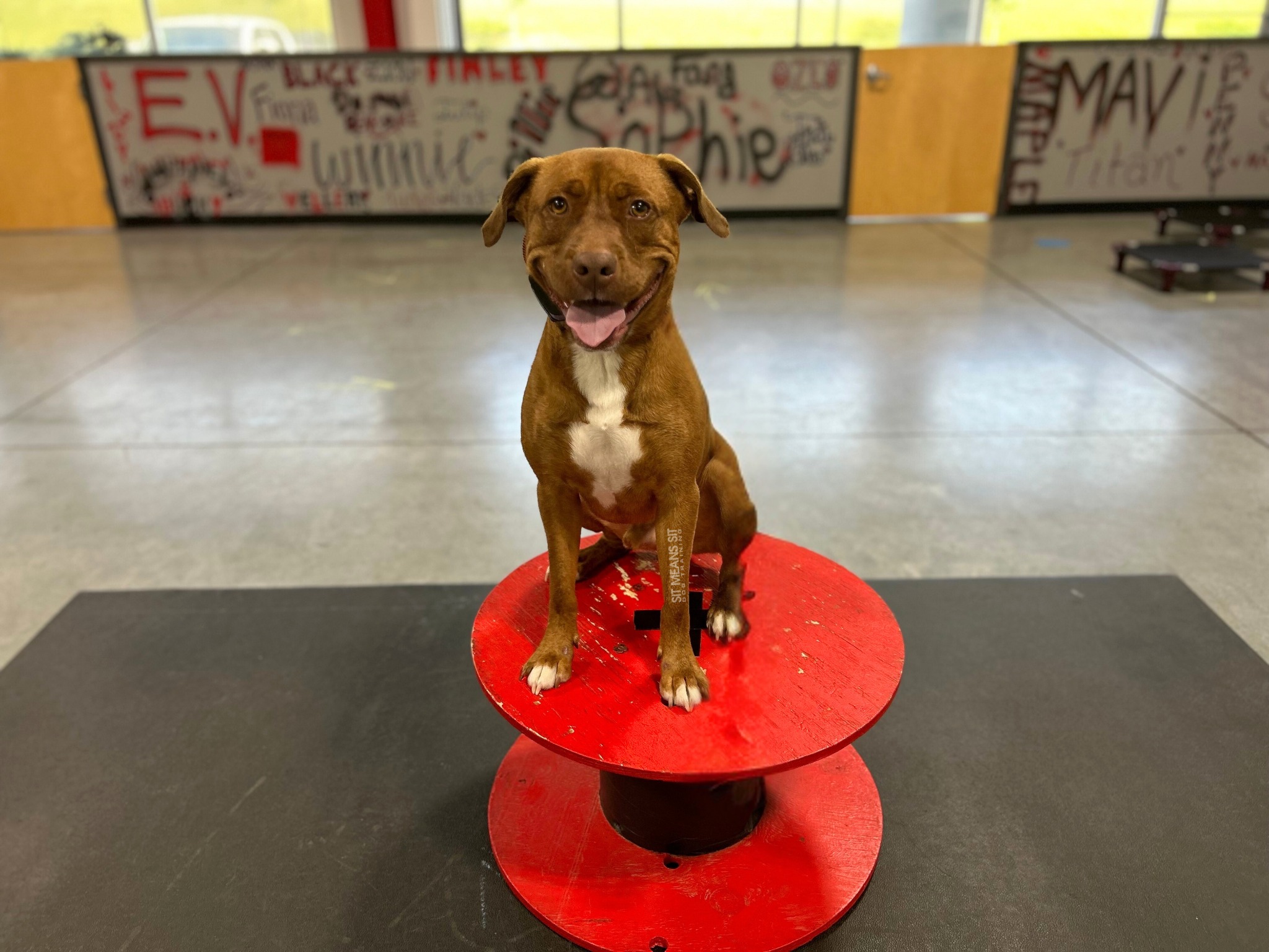 Dog practicing placement on object at facility
