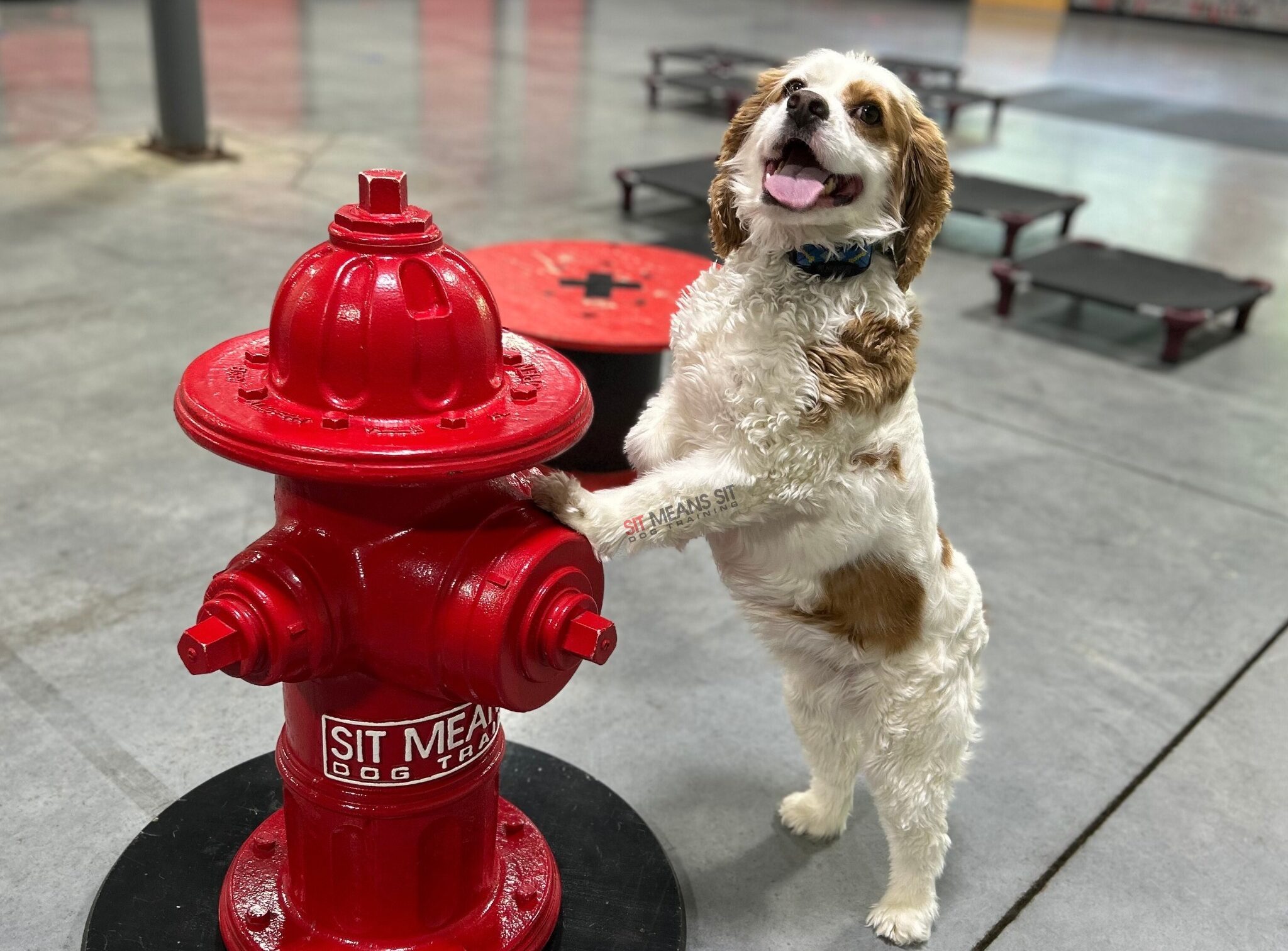 Dog posing with Sit Means Sit Dog fire hydrant