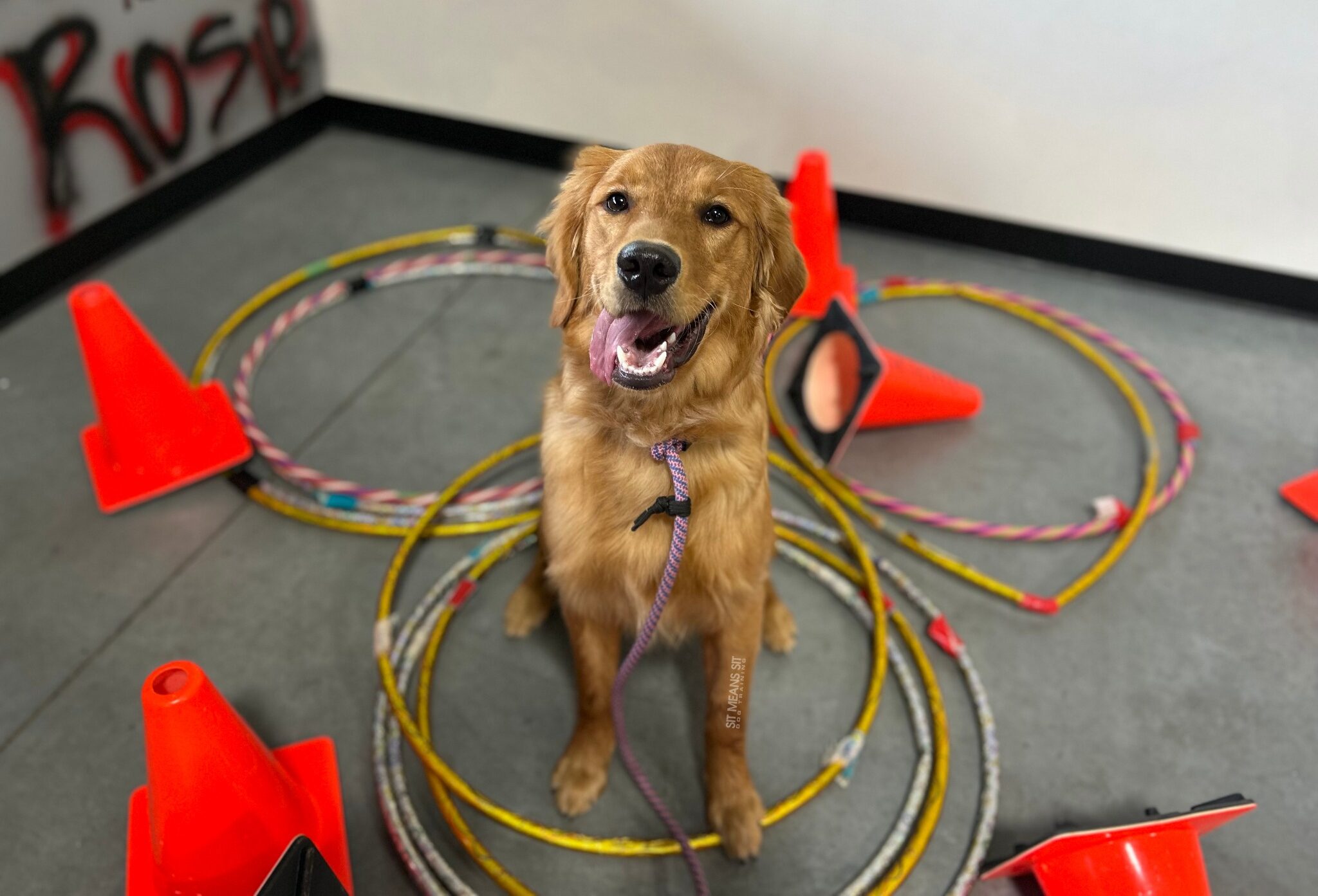 Dog placing between hula hoops with tongue out