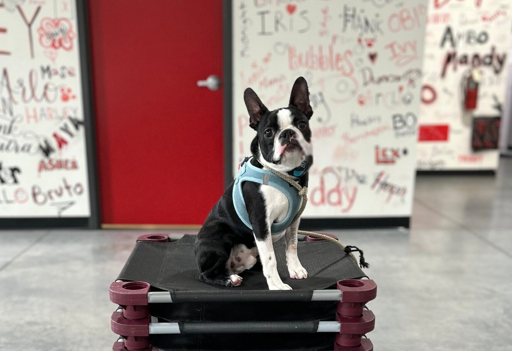 Bulldog terrier practicing placement at facility