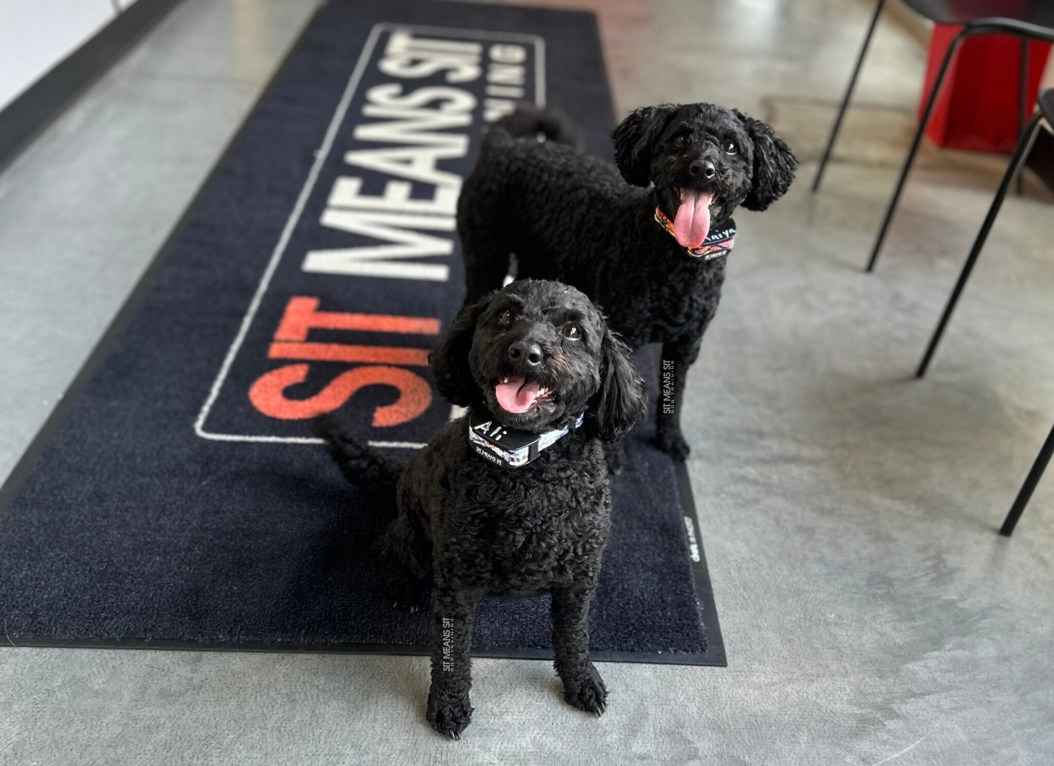 Two poodles with tongue out standing on sit means sit rug