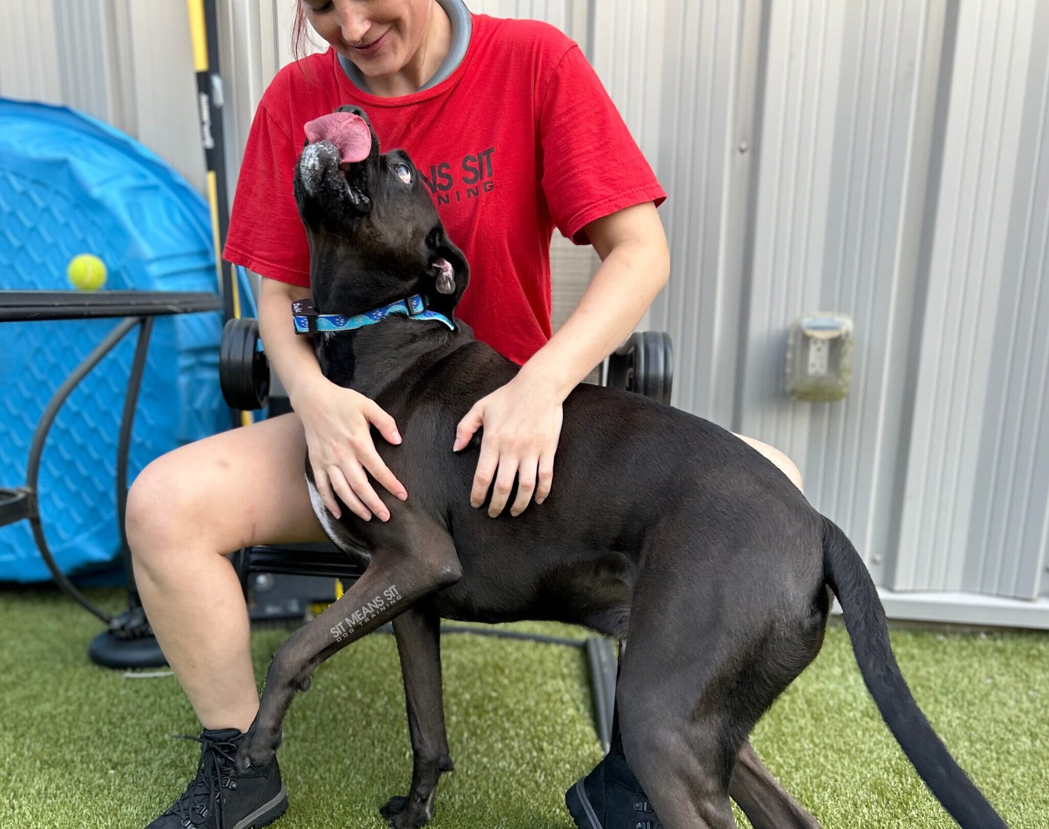 Dog with tongue out getting belly scratches from trainer