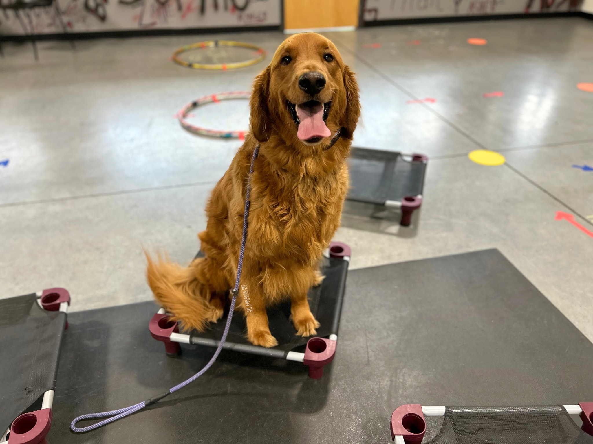 Golden Retriever sitting on placement mat with tongue out