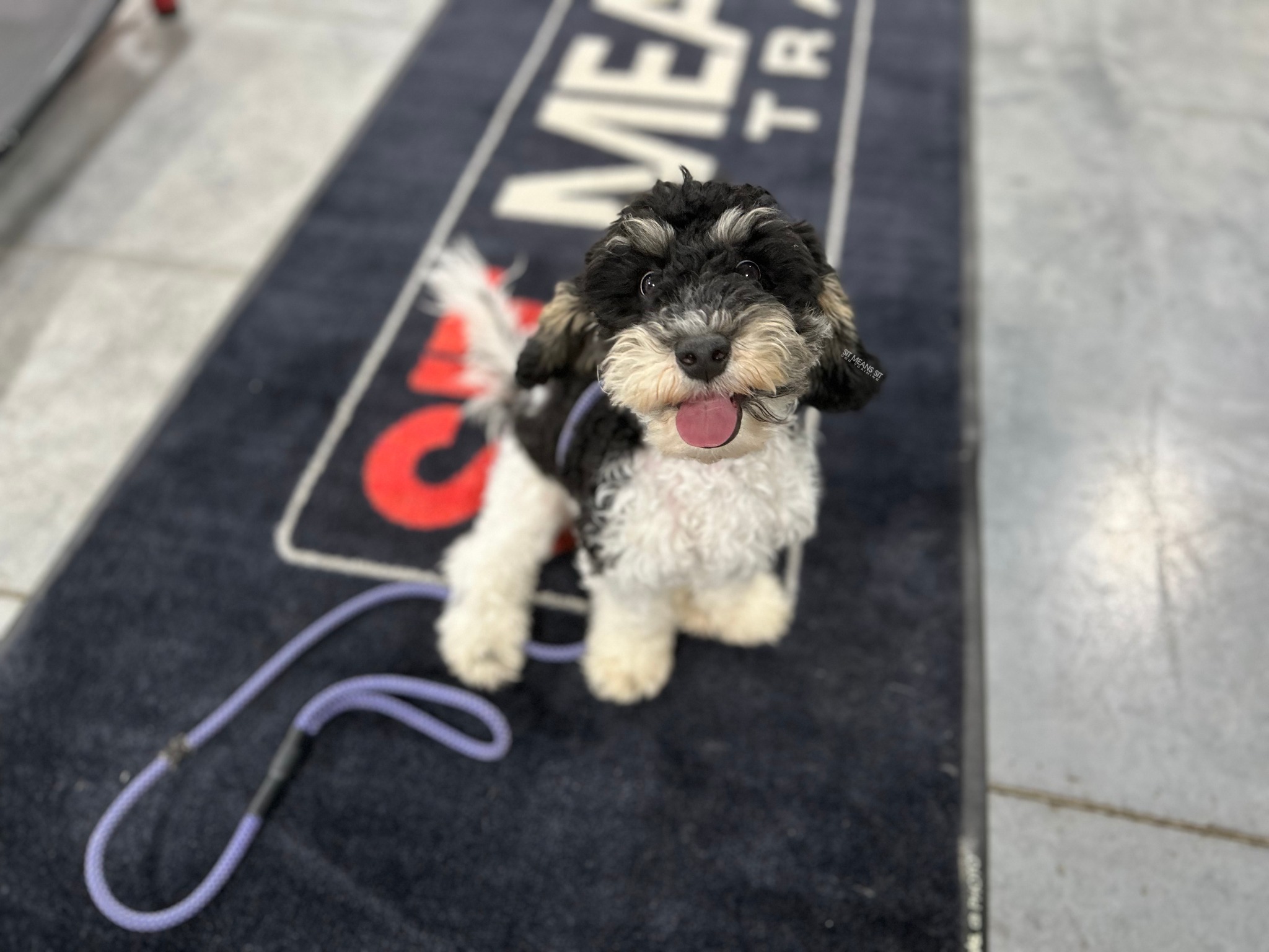 Mini bernedoodle at SMS Cincinnati training