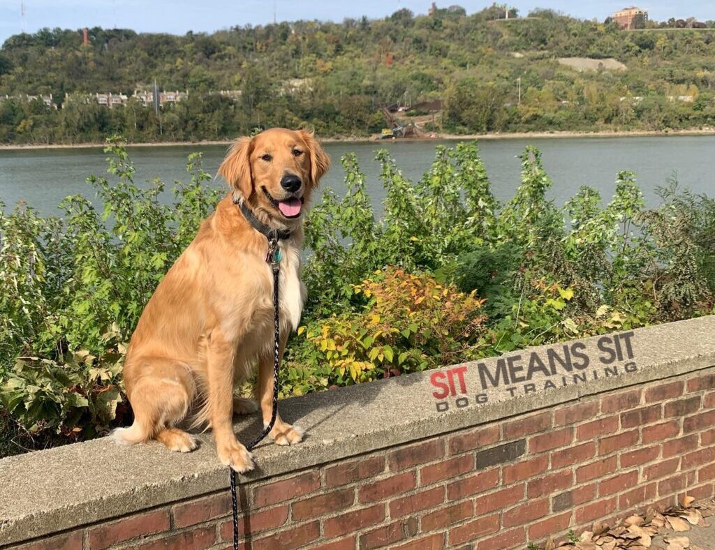 Golden Retriever outside Cincinnati training center