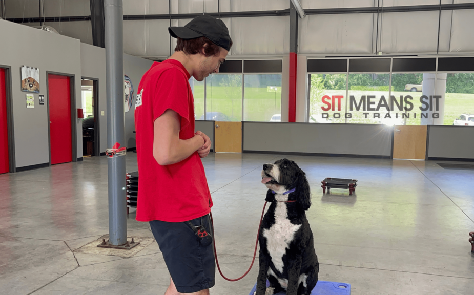 Sit Means Sit Cincinnati trainer looking at dog during class
