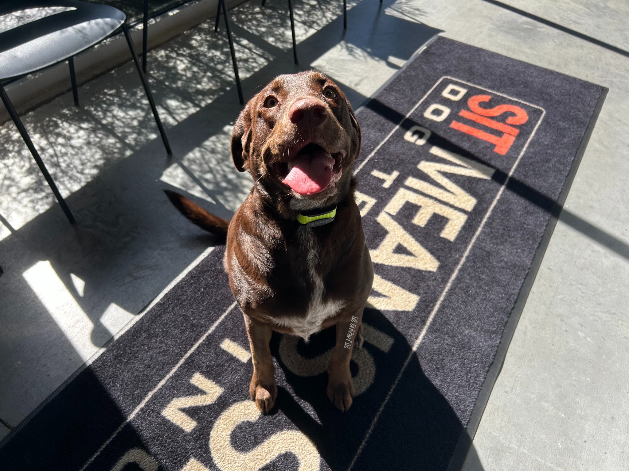 Dog sitting with tongue out during training