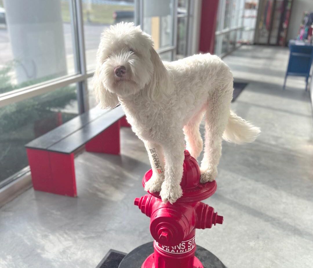 Dog placing on fire hydrant at Sit Means Sit Cincinnati facility