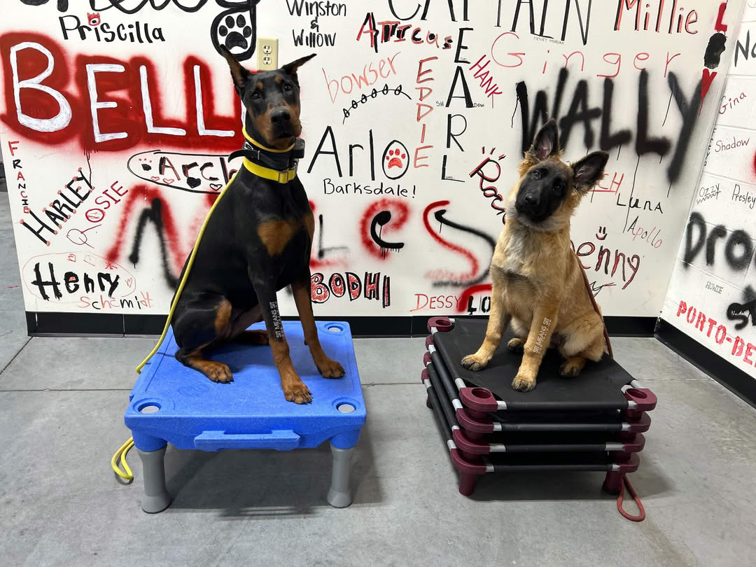 Two dogs placing on mat a Sit Means Sit facility